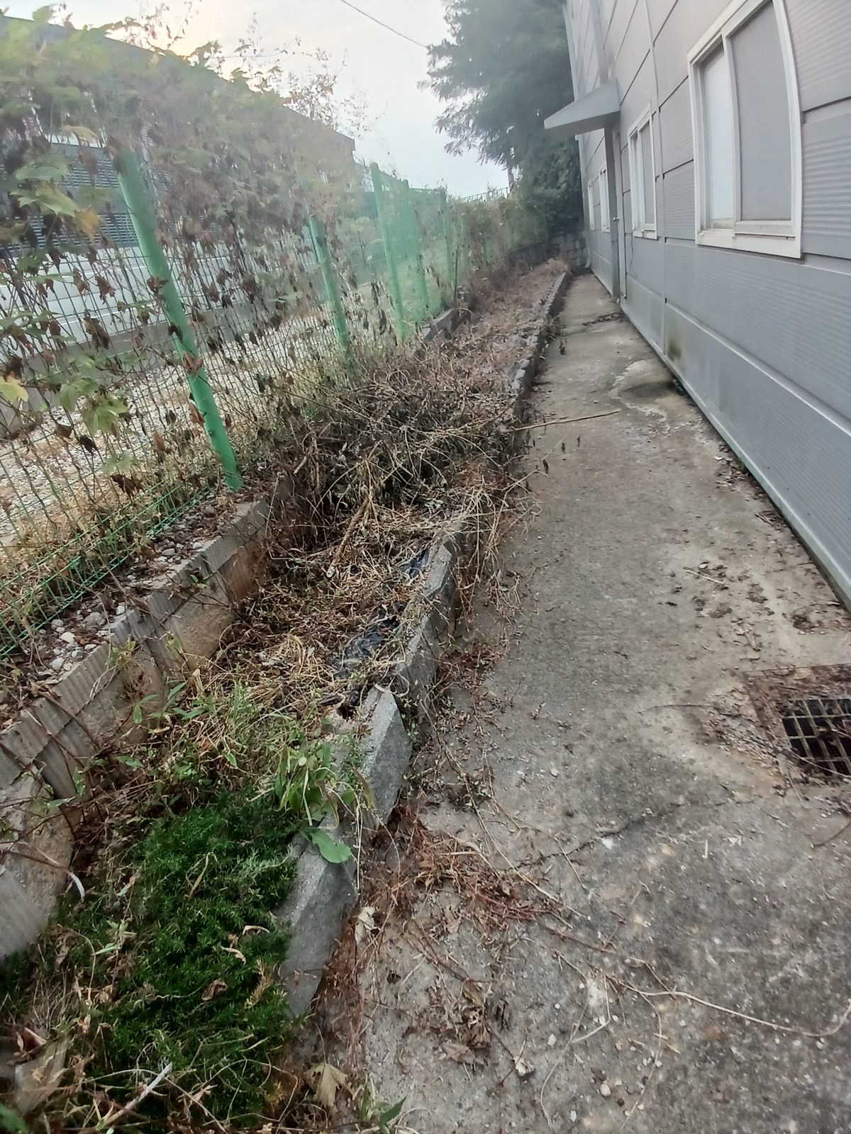 작업 전: 마른 풀과 잡초로 뒤덮인 건물 옆 화단